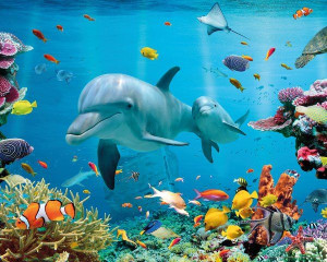Delfin Rafa Koralowa - plakat 50x40 cm