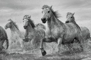 Camargue Galopujące Białe Konie - plakat ze zwierzętami 91,5x61 cm