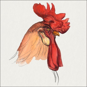 Head of a Rooster, Samuel Colman - plakat 60x60 cm