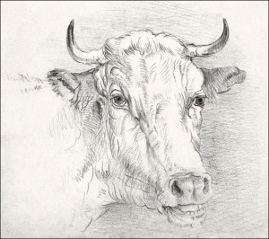 Head of a Cow, Samuel Colman - plakat 30x30 cm