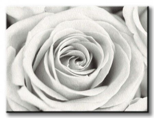 Rose - Obraz na płótnie 80x60 cm