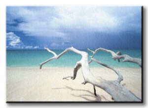 Driftwood, Antigua - Obraz na płótnie 120x85 cm