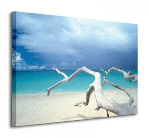 Driftwood, Antigua - Obraz na płótnie 80x60 cm