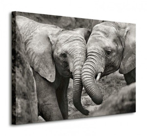 Elephants in Love - Obraz na płótnie 80x60 cm