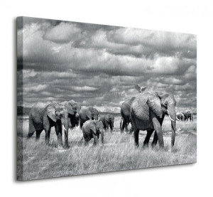 Elephants Of Kenya - Obraz na płótnie 80x60 cm
