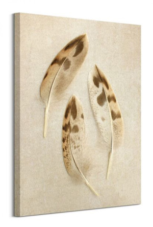 Mallard Feather Trio - obraz na płótnie 60x80 cm