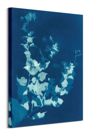 Bougainvillea - obraz na płótnie 60x80 cm
