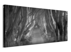 Beech Tree Lane - obraz na płótnie 100x50 cm