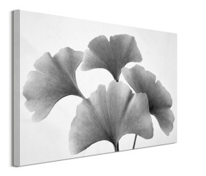 Ginko Fan - obraz na płótnie 80x60 cm
