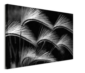 Grass Curls - obraz na płótnie 80x60 cm