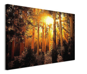 Enchanted - obraz na płótnie 80x60 cm