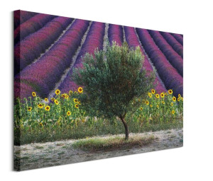 Drzewo Oliwne - obraz na płótnie 80x60 cm