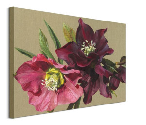 Nightshade Hellebore - obraz na płótnie 80x60 cm