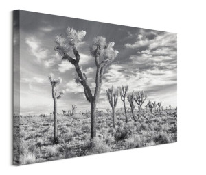 Joshua Trees California - obraz na płótnie 80x60 cm