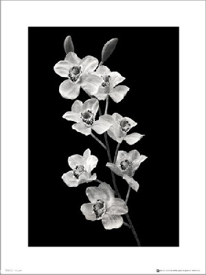 Orchidea Black And White Portrait - plakat premium 40x50 cm