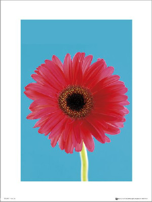 Flowers Bright - plakat premium 40x50 cm