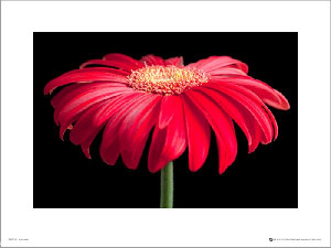 Gerbera Red & Black - plakat premium 50x40 cm