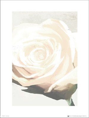 Róża Floral Rose White - plakat premium 40x50 cm