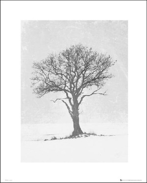 Winter Tree Grey - plakat premium 40x50 cm