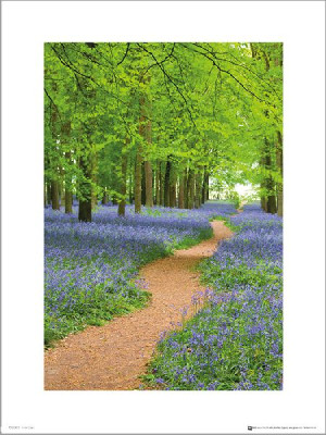 Tom Mackie Path - plakat premium 40x50 cm
