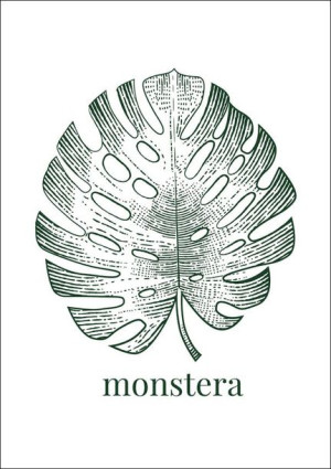 Liść VIII - monstera - plakat 42x59,4 cm