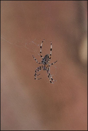 Spider cross - plakat 60x80 cm