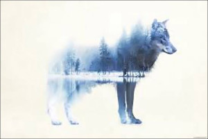 Wilk Forest Wolf - plakat 91,5x61 cm