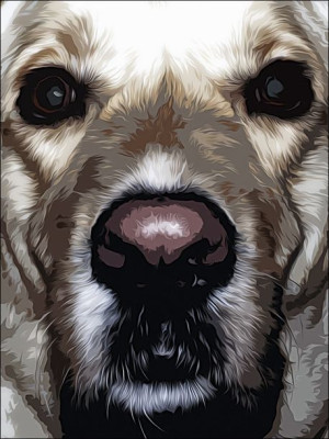 Biszkopt portret - plakat 50x70 cm
