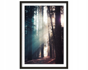 Obrazek Plakat w ramce Widok Lasu Promienie XL