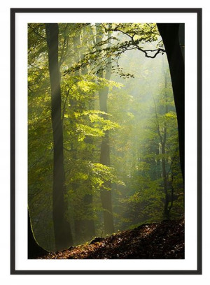 Obraz, Plakat W Ramie 53x73 Cm Las P2016