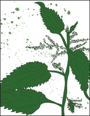 Pokrzywa - plakat 50x70 cm