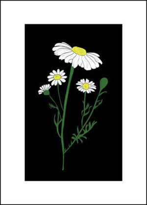 Rumianek nocą - plakat 50x70 cm