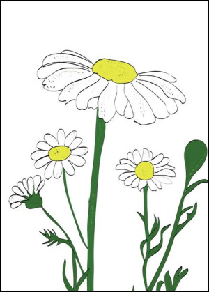 Rumianek - plakat 50x70 cm