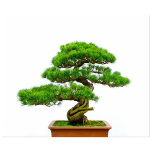 Bonsai   - obraz drukowany  60x50cm