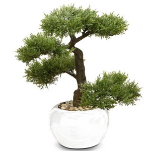 Drzewko bonsai w doniczce iglaste