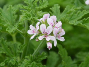 Geranium anginka sadzonka roślina lecznicza zioło