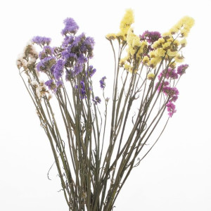 Suszone limonium zatrwian, suszone kwiaty