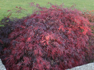 KLON PALMOWY ARTROPURPUREUM  sadzonka