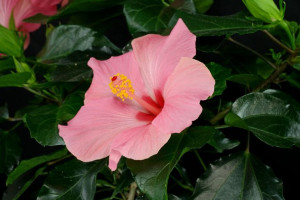 HIBISKUS MIX PIĘKNE KWIATY sadzonka