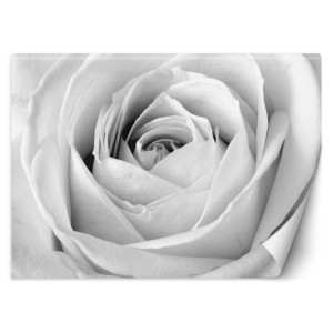 Fototapeta Biała róża, zbliżenie na pąk 150x105
