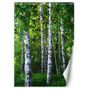 Fototapeta Brzozowy lasek 150x210