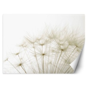 Fototapeta Dmuchawce z bliska 250x175