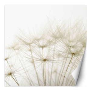 Fototapeta Dmuchawce w bieli 300x300