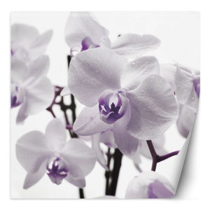 Fototapeta Fioletowa orchidea z rosą na płatkach 150x150
