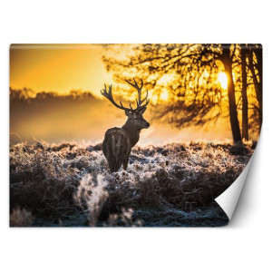 Fototapeta Jeleń we mgle 450x315