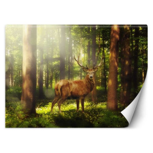 Fototapeta Jeleń w lesie 350x245