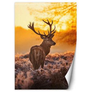 Fototapeta Jeleń o zachodzie słońca 100x140