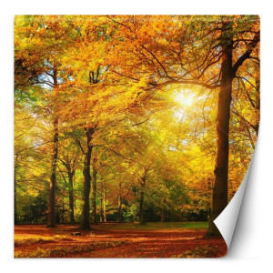 Fototapeta Jesienny las w promieniach słońca 150x150