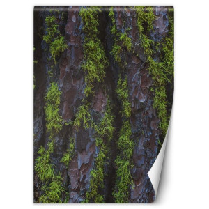 Fototapeta Kora obrośnięta mchem 200x280