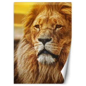 Fototapeta Król Lew z bliska 200x280